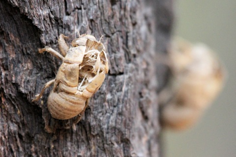 Great Montane Squeaker Cicada (Pauropsalta rubristrigata)